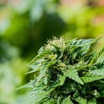 closeup-selective-focus-shot-green-cannabis-garden-1.jpg